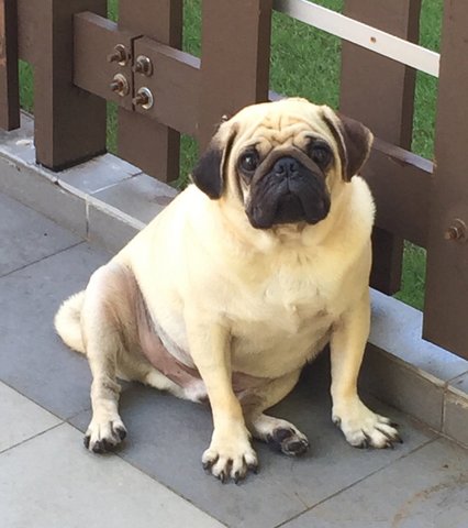 Boyboy  - Pug Dog