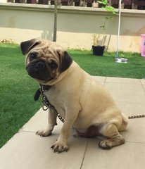 Boyboy  - Pug Dog