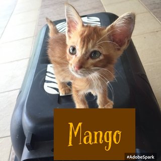 Mango - Domestic Short Hair Cat