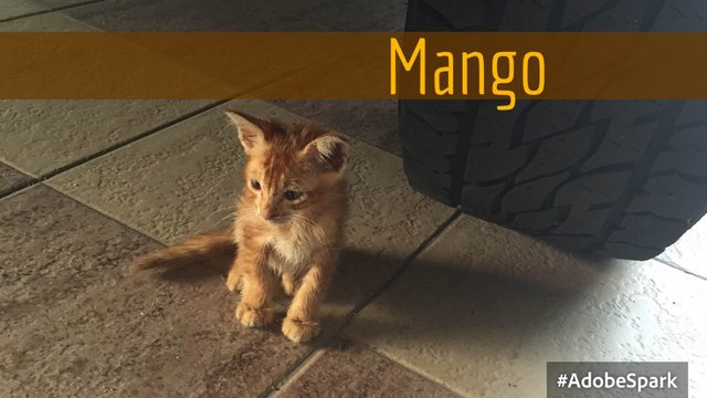 Mango - Domestic Short Hair Cat