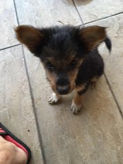 Lucky &amp; Star  - Mixed Breed Dog