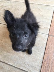 Lucky &amp; Star  - Mixed Breed Dog