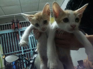 2 male kittens