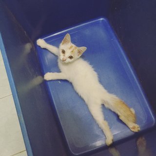 this pic taken when i first found him. he stays in the box till I settle his place.