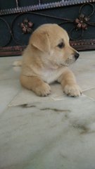 Looking For A Good Home - 1 Puppy!