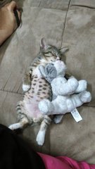 Diabeto - Tabby Cat