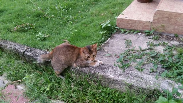 Eva And Princess - Abyssinian Cat