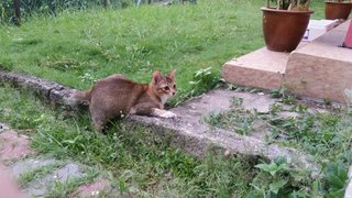 Eva And Princess - Abyssinian Cat