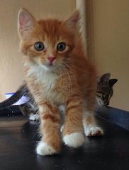 Cheri, Charo &amp; Chumi - Domestic Medium Hair Cat