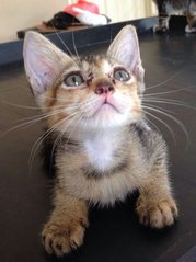 Cheri, Charo &amp; Chumi - Domestic Medium Hair Cat