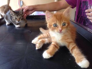 Cheri, Charo &amp; Chumi - Domestic Medium Hair Cat