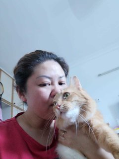 Cheri, Charo &amp; Chumi - Domestic Medium Hair Cat