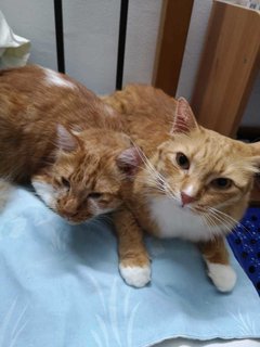 Cheri, Charo &amp; Chumi - Domestic Medium Hair Cat