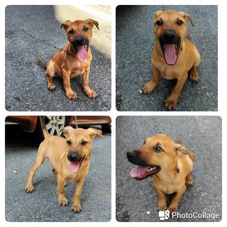 Ranger - Mixed Breed Dog