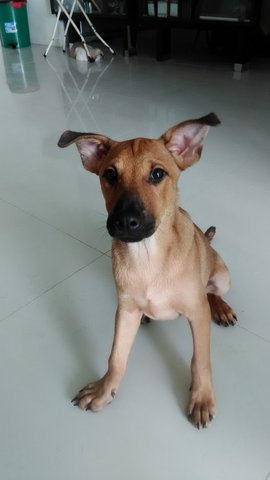 Ranger - Mixed Breed Dog