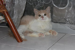 Kyle (For Sale) - Persian + Domestic Long Hair Cat