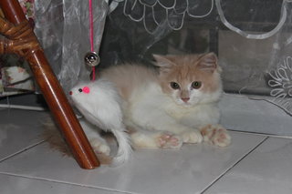 Kyle (For Sale) - Persian + Domestic Long Hair Cat