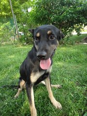 Romeo - Rottweiler Mix Dog