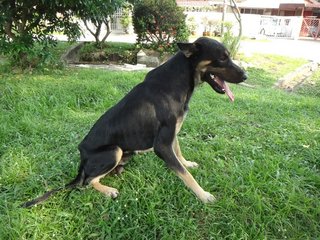 Romeo - Rottweiler Mix Dog