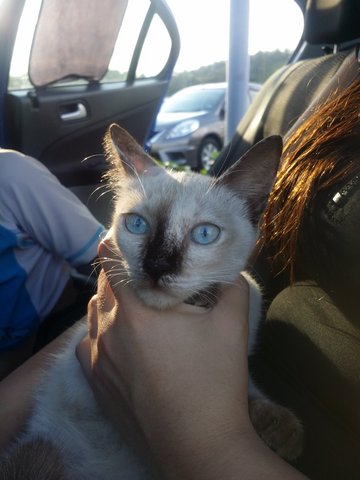 Burmese Kitten - Burmese Cat