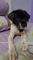 Mimo - Mixed Breed Dog