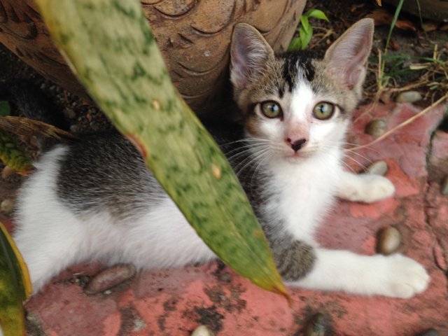 The Cat Family - Domestic Medium Hair + Domestic Short Hair Cat