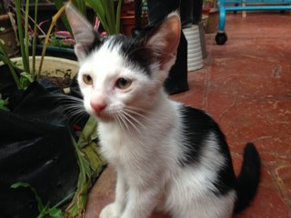 Kitten 2: white with black spots