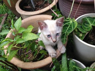 Kitten 4: whites with brown tail and ears (short tail)