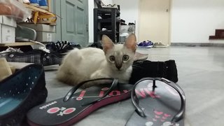 Siamese Mix(Pls Read)Selangr/penang - Siamese + Domestic Short Hair Cat