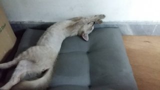 Siamese Mix(Pls Read)Selangr/penang - Siamese + Domestic Short Hair Cat