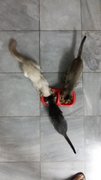 Siamese Mix(Pls Read)Selangr/penang - Siamese + Domestic Short Hair Cat