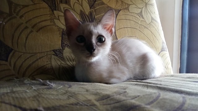 Siamese Mix(Pls Read)Selangr/penang - Siamese + Domestic Short Hair Cat