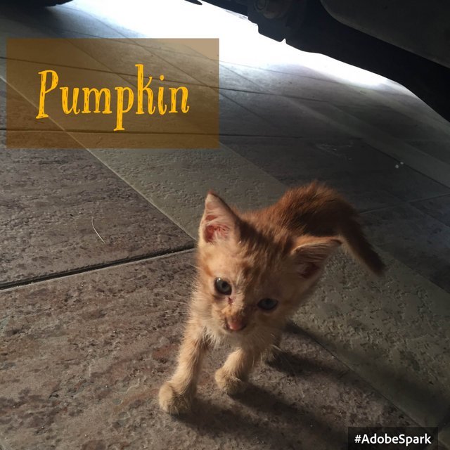 Pumpkin - Domestic Short Hair Cat