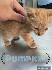 Pumpkin - Domestic Short Hair Cat