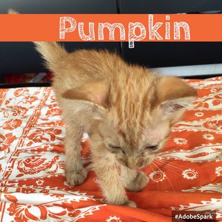 Pumpkin - Domestic Short Hair Cat