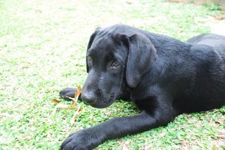 Maxxi - Labrador Retriever Dog