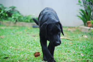 Maxxi - Labrador Retriever Dog