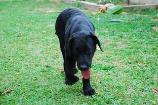 Maxxi - Labrador Retriever Dog