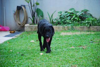 Maxxi - Labrador Retriever Dog