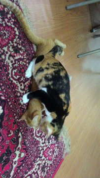 Trico &amp; Oyen - Domestic Short Hair Cat