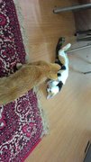 Trico &amp; Oyen - Domestic Short Hair Cat