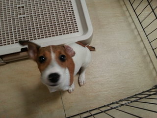 Aisa - Jack Russell Terrier Dog