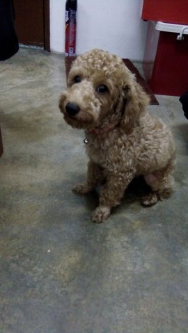 Happy - Poodle Dog