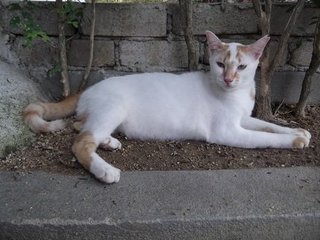 Robin - Domestic Short Hair Cat