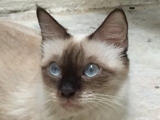 Ume - Siamese Cat