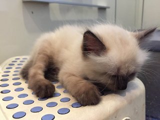 Momo &amp; Tian Tian - Birman + Domestic Medium Hair Cat