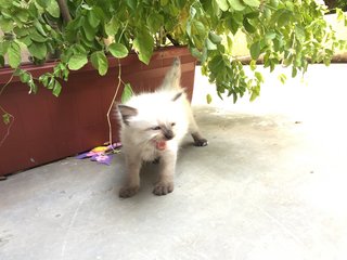 Momo &amp; Tian Tian - Birman + Domestic Medium Hair Cat