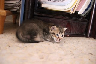 Black Black - Tabby Cat