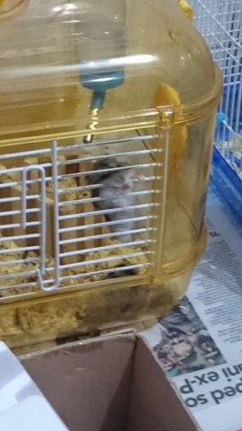 PF76722 - Syrian / Golden Hamster Hamster