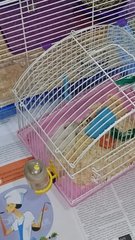 PF76722 - Syrian / Golden Hamster Hamster